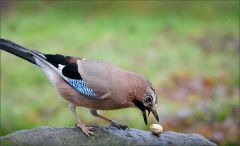 Eichelhäher Eichelhäher