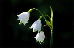 Sommerknotenblume Sommerknotenblume