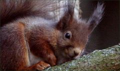 Eichhörnchen ruht sich aus