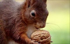 Eichhörnchen mit einer Walnuss