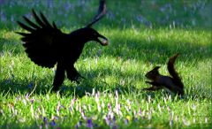 Mutiges Eichhörnchen Mutiges Eichhörnchen