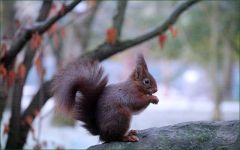 Eichhörnchen an einem kalten Morgen
