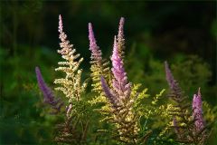 Waldlichtung Waldlichtung