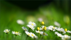 Gänseblümchen Gänseblümchen