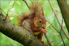 Eichhörnchen Eichhörnchen