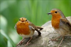 Ruf nach Futter Ruf nach Futter