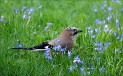 Eichelhäher Eichelhäher