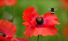 Mohn und Hummel Mohn und Hummel