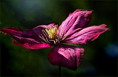 Clematisblüte Clematisblüte