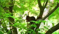 Eichhörnchen im Maigrün Eichhörnchen im Maigrün