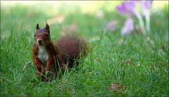 Eichhörnchen und Herbstzeitlose