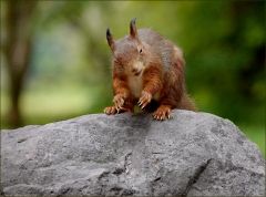 Das Eichhörnchen schaut verwundert Das Eichhörnchen schaut verwundert