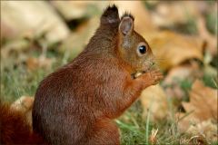 Eichhörnchen Eichhörnchen