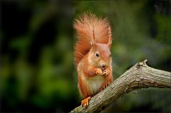 Eichhörnchen Eichhörnchen