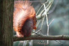 Eichhörnchen Eichhörnchen