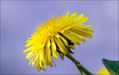 Löwenzahn Löwenzahn