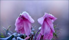 Erfrorene Alpenveilchen mit Raureif Erfrorene Alpenveilchen mit Raureif