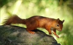 Eichhörnchen Eichhörnchen