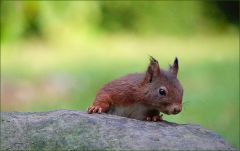 Eichhörnchen Eichhörnchen