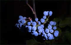 Blaue Beeren