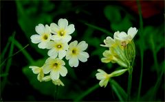 Schlüsselblumen Schlüsselblumen