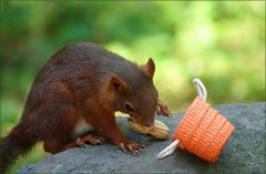 Die Erdnuss ist gesichert Die Erdnuss ist gesichert