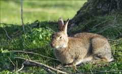Wildkaninchen Wildkaninchen