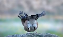 Abflug des Eichelhähers Abflug des Eichelhähers