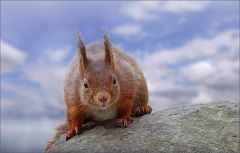 Eichhörnchen Eichhörnchen