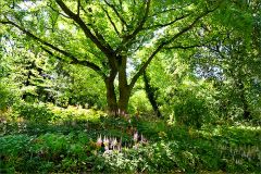 Sommerlicht und Schatten Sommerlicht und Schatten