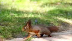 Eichhörnchen Eichhörnchen