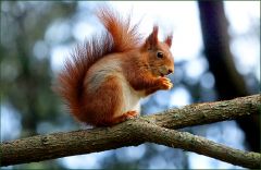 Eichhörnchen Eichhörnchen