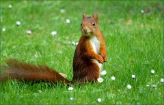 Eichhörnchen Eichhörnchen