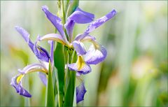 Iris Iris