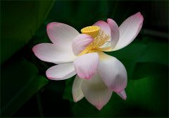 Lotosblume Lotosblume