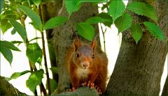 Eichhörnchen Eichhörnchen