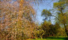 Baumblüten im April Baumblüten im April