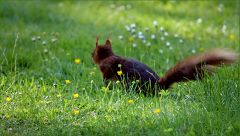 Eichhörnchen Eichhörnchen