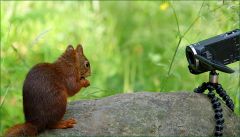 Eichhörnchen wird gefilmt