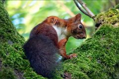 Eichhörnchen krazt sich