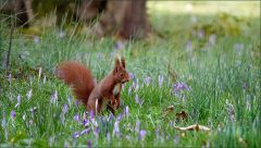 Eichhörnchen Eichhörnchen
