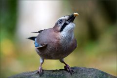 Eichelhäher mit einer Nuss