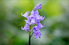 Blauglöckchen Blauglöckchen