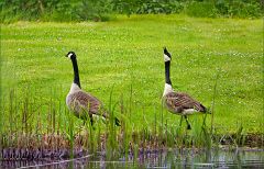 Kanadagänsepaar Kanadagänsepaar