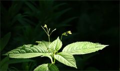 Klein und fein Klein und fein