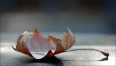 Verwelktes Blatt