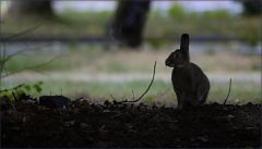 Wildkaninchen Wildkaninchen