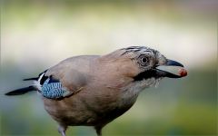 Eichelhäher Eichelhäher