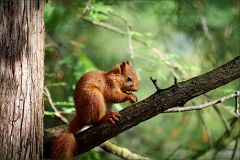 Eichhörnchen Eichhörnchen