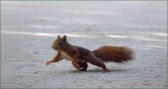 Eichhörnchen Eichhörnchen